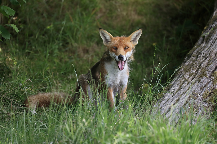 Rotfuchs Red Fox,  Vulpes vulpes , Surrey, England, Europe