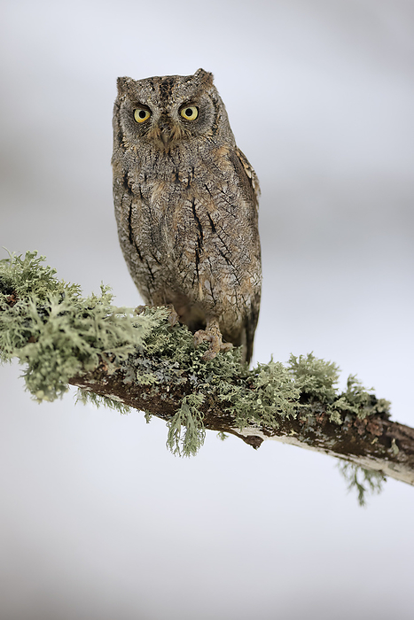 Zwergohreule Eurasian Scops Owl,  Otus scops , adult on branch alert in winter with snow, Bohemian Forest, Czech Republic, Europe