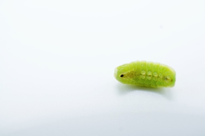 Ventral side of green rufous-winged butterfly larva rolling on white background