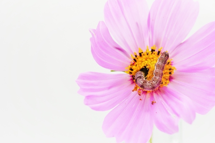 Giant tobacco moth larva poking its head into the tubular flower part of a pink cosmos flower on a white background to feed.