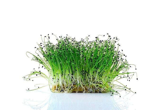 Fresh microgreens. Sprouts of chives isolated on white background