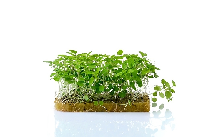 Fresh microgreens. Sprouts of (melissa) isolated on white background