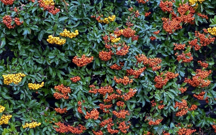 Hedge of firethorn (Pyracantha), Münsterland, North Rhine-Westphalia, Germany, Europe