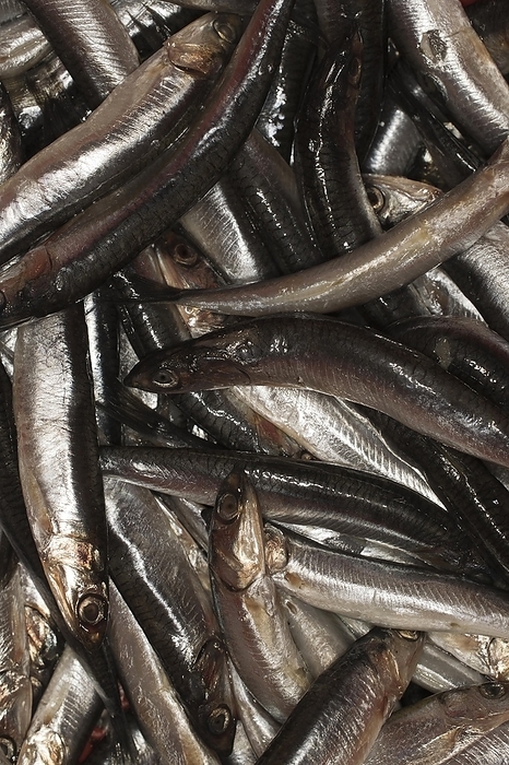 Anchovies, european anchovy (Engraulis encrasicolus) anchovies, food photography