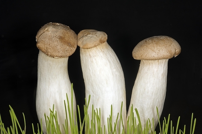 Three brown king trumpet mushrooms (Pleurotus eryngii), food photography with black background