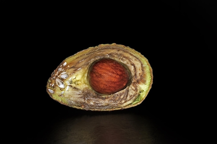 Symbol photo transience, halved overripe avocado (Persea americana Mill.) with pit, food photo with black background