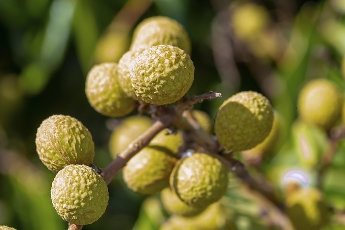 Longan (Dimocarpus longan) is a small, round, sweet, and watery fruit that is verry similar to lychee fruit. It has a yellowish-brown thick shell