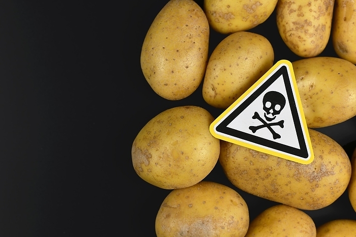 Concept for unhealthy or toxic substances in food like solanin or pesticide residues with skull warning sign on raw potatoes on black background