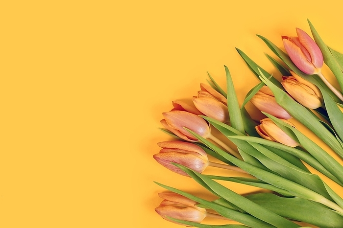 Orange tulip spring flowers in corner of yellow background with copy space