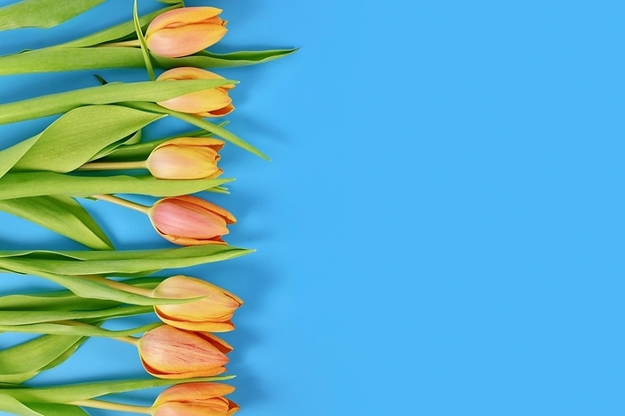 Orange Tulip spring flowers on blue background with copy space