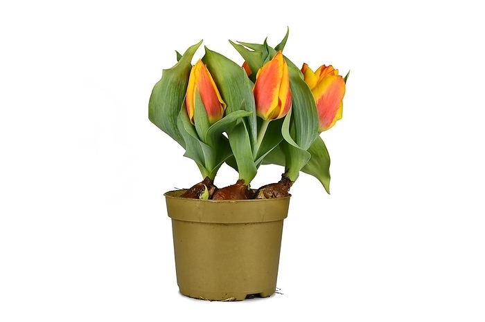 Orange and yellow Flair tulip (Tulipa) in flower pot on white background
