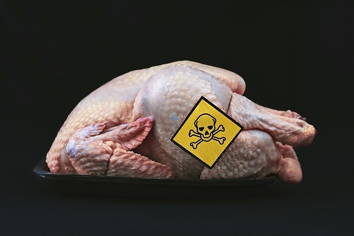 Raw whole chicken with yellow warning label with poisonous skull sign, concept for meat contaminated with bacterium, germs, antibiotics and other residue possibly harmful to human health