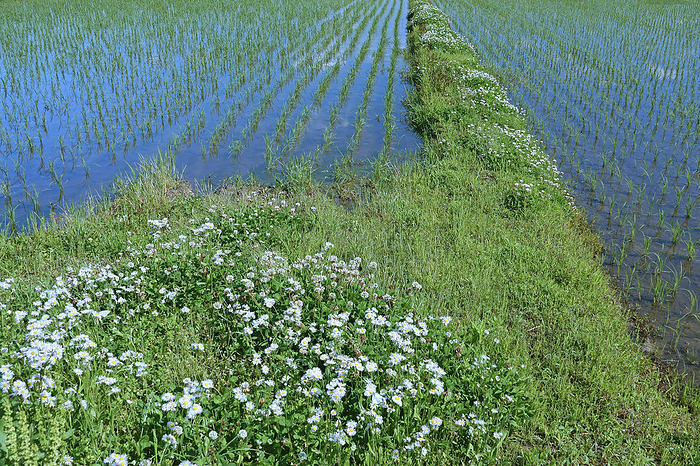 Wild flowers and rice paddies along the banks, Mie Prefecture