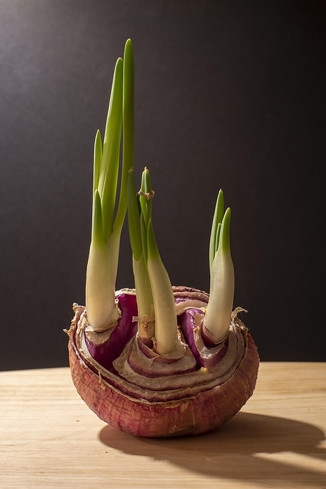 Sprouting onion (allium), vegetable onion, Germany, Europe