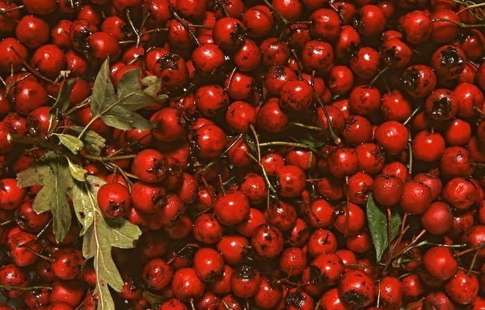 Fruits of the hawthorn (Crataegus laevigata), two-handled pauls scarlet, dried flowers, leaves and fruits are used as a tea or alcoholic extract for heart and circulatory disorders, medicinal herbal use without guarantee