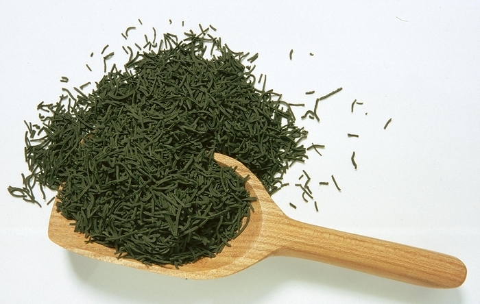 Kokaicha tea, powdered tea from Japan pressed into needles, Japanese pine needle green tea (Sencha) tea, medicinal use without guarantee