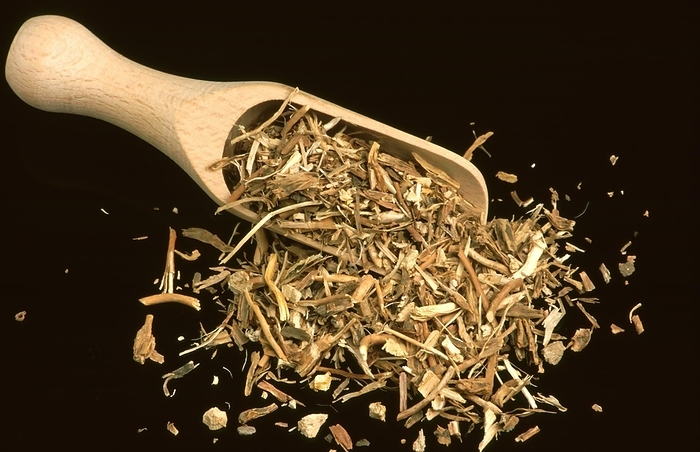 Medicinal herbs: Sarsaparilla root, Smilax utilis, Honduras stinging vine, the root extract is used to flavour soft drinks, confectionery, baked goods, ice cream and chilled dairy desserts, the root tubers are also used medicinally, medicinal use not guaranteed