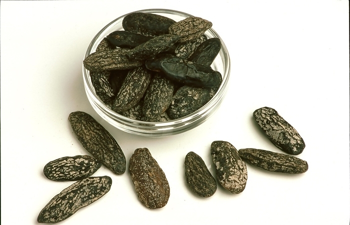 Natural remedy Tonka beans from the cumaru (Dipteryx odorata), tonka tree or sarrapia, spice and medicinal plant