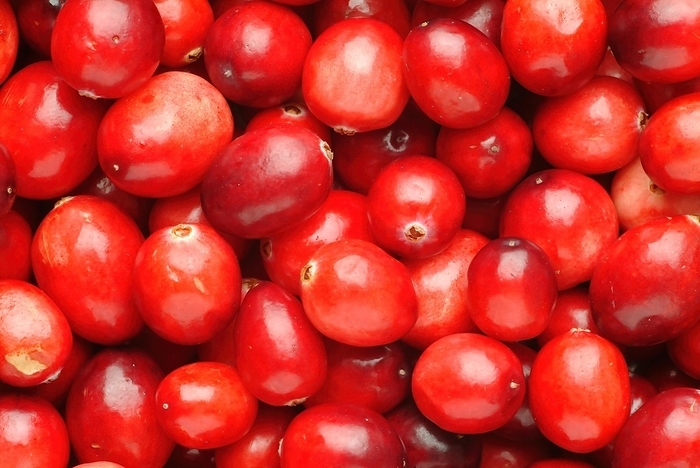 Ripe fruits of the cranberry (Vaccinium macrocarpon), Syn.: Oxycoccus macrocarpos, Cranberry