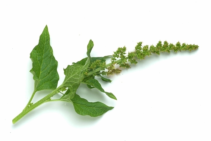 Food, vegetable, Good Henry, syn. Chenopodium bonus-henricus, good-king-henry (Blitum bonus-henricus), called Wild Spinach, plant species of the genus Blitum in the foxtail family