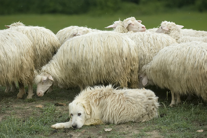 sheep  Ovis aries  Sheep dog  Canis lupus familiaris  watches over a flock of Sheep  Ovis aries  on a field on the hillsides near Pienza, Tuscany  Pienza, Tuscany, Italy, by Joel Sartore Photography   Design Pics