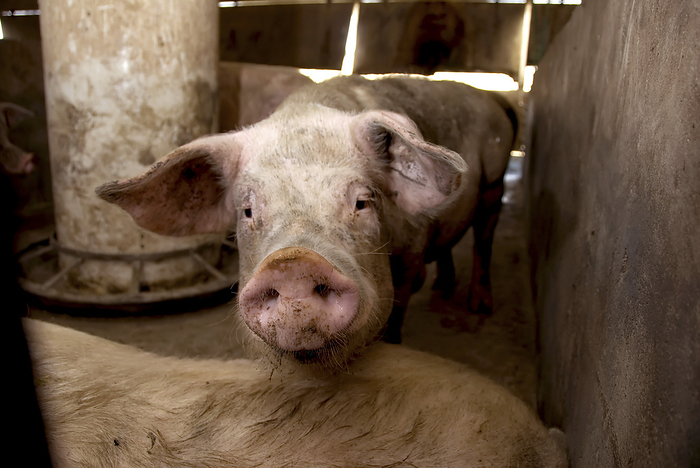Close-up portrait of a Pig (Sus domesticus) at a hog farm; Greenleaf, Kansas, United States of America, by Joel Sartore Photography / Design Pics