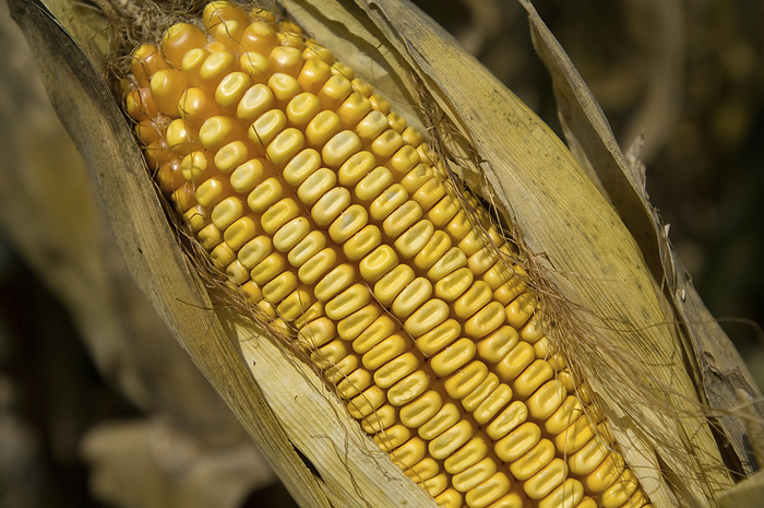 Close-up detail of an ear of drought-damaged feed corn; Otoe, Nebraska, United States of America, by Joel Sartore Photography / Design Pics