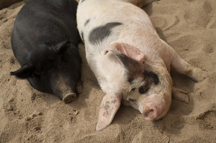 wild boar Gloucesteshire old spot pig lying in sand with a mulefoot pig  Sus scrofa scrofa  sleeping side by side at a zoo, two of the many rare domestic livestock breeds  Wichita, Kansas, United States of America, by Joel Sartore Photography   Design Pics