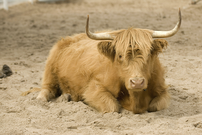 Portrait of a rare domestic Ox lying on sand at a zoo; Wichita, Kansas, United States of America, by Joel Sartore Photography / Design Pics