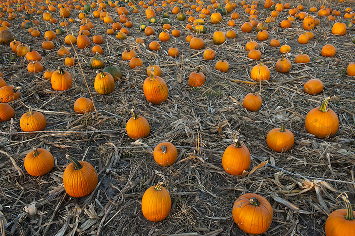 Pumpkins are scattered about as Halloween nears; Lincoln, Nebraska, United States of America, by Joel Sartore Photography / Design Pics