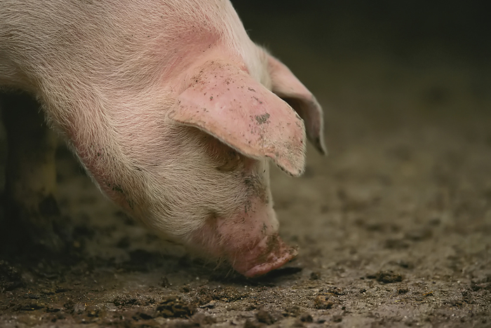 Pig searches for food at a Nebraska hog farm; Bennet, Nebraska, United States of America, by Joel Sartore Photography / Design Pics