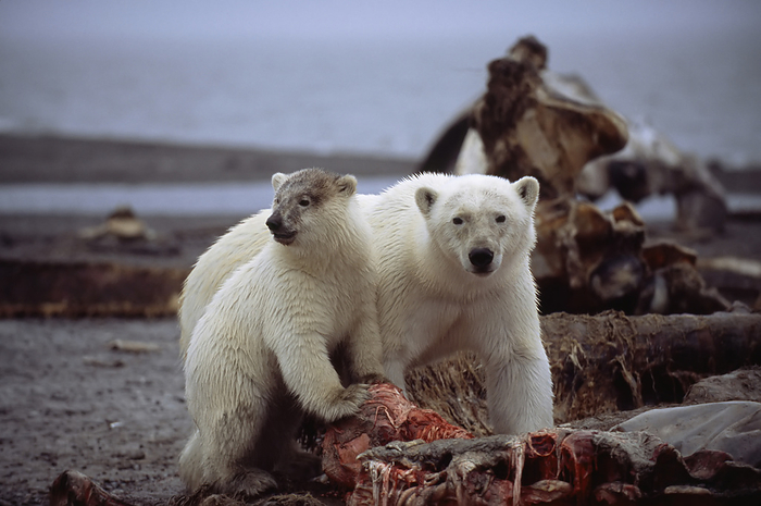 polar bear  Ursus maritimus  Polar bears  Ursus maritimus , mother and cub eating off a carcass  North Slope, Alaska, United States of America, by Joel Sartore Photography   Design Pics