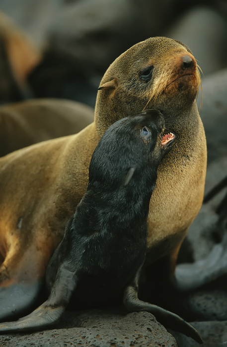 Northern fur seal pup (Callorhinus alascanus) nuzzles its mother; St. Paul Island, Pribilof Islands, Alaska, United States of America, by Joel Sartore Photography / Design Pics