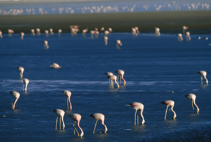 Chilean flamingo  Phoenicopterus chilensis  Flock of migratory Chilean flamingos  Phoenicopterus chilensis  foraging in Laguna Colorada  Atacama Desert, Bolivia, by Joel Sartore Photography   Design Pics