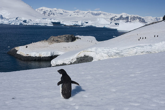 Adelie penguin  Pygoscelis adeliae  Adelie penguin  Pygoscelis adeliae  on the Antarctic Peninsula, near the Antarctic Circle  Antarctica, by Joel Sartore Photography   Design Pics