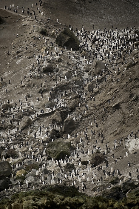 chinstrap penguin  Pygoscelis antarctica  Colony of Chinstrap penguins  Pygoscelis antarcticus  on Deception Island  Deception Island, Antarctica, by Joel Sartore Photography   Design Pics
