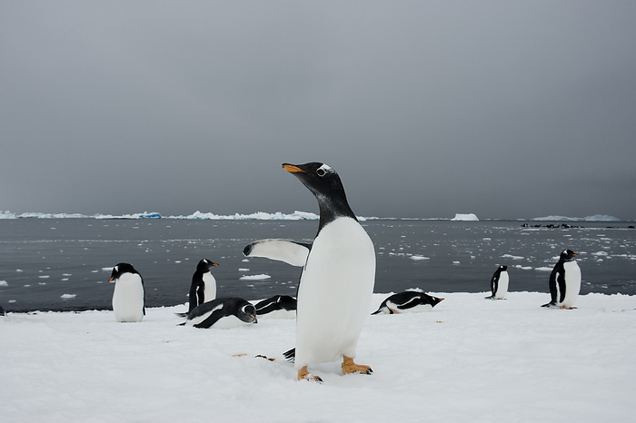 gentoo penguin  Pygoscelis papua  Gentoo penguin colony  Pygoscelis papua  along Brown Bluff on the Antarctic Peninsula. This is on the edge of Antarctic Sound  Antarctic Peninsula, Antarctica, by Joel Sartore Photography   Design Pics