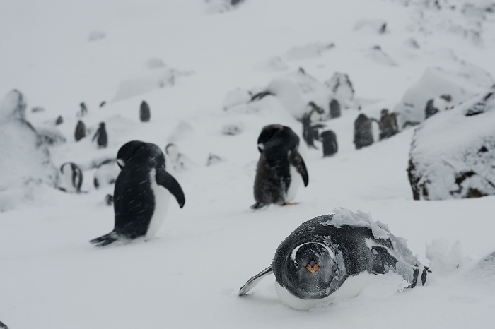 gentoo penguin  Pygoscelis papua  Gentoo penguins  Pygoscelis papua  along Brown Bluff on the Antarctic Peninsula. This is on the edge of Antarctic Sound  Antarctic Peninsula, Antarctica, by Joel Sartore Photography   Design Pics