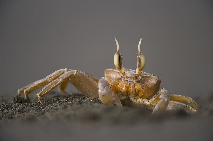 Close-up portrait of a Ghost crab (Ocypode cursor) on a sandy beach in Playa Tortuga; Southern Bioko Island, Equatorial Guinea, by Joel Sartore Photography / Design Pics
