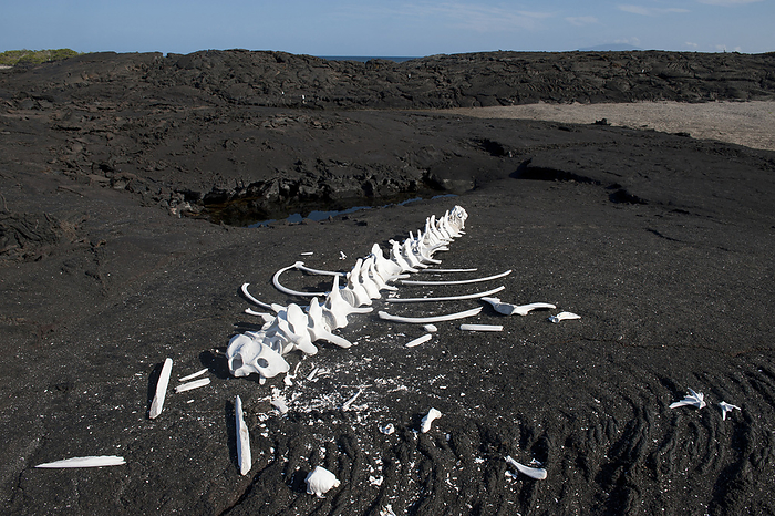 Whale skeleton on Fernandina Island in Galapagos National Park; Fernandina Island, Galapagos Islands, Ecuador, by Joel Sartore Photography / Design Pics