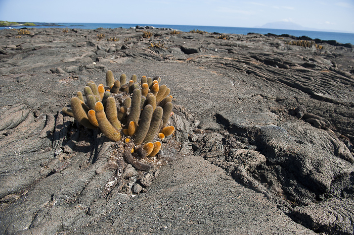 Lava cacti on Fernandina Island in Galapagos National Park; Fernandina Island, Galapagos Islands, Ecuador, by Joel Sartore Photography / Design Pics