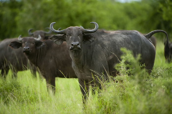 Cape buffalo Cape buffalo  Syncerus caffer  on the plains of Queen Elizabeth National Park  Uganda, by Joel Sartore Photography   Design Pics