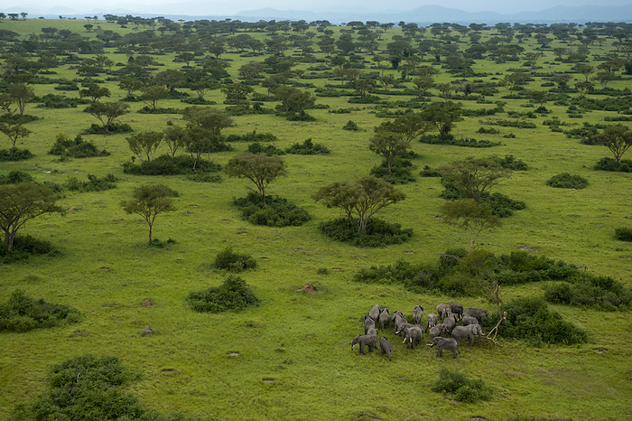 African bush elephant Elephant herd  Loxodonta Africana  on the plains of Queen Elizabeth National Park in Uganda  Uganda, by Joel Sartore Photography   Design Pics