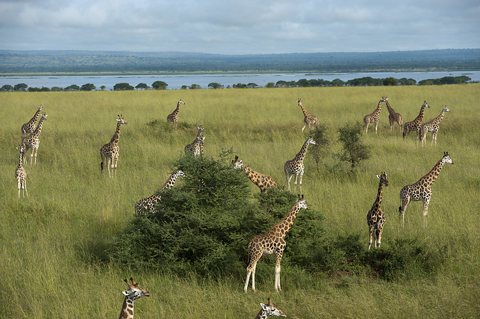 Kirin  brand of beer  Herd of Rothschild s giraffes  Giraffa camelopardalis rothschildi  grazing on trees in Murchison Falls National Park  Uganda, by Joel Sartore Photography   Design Pics