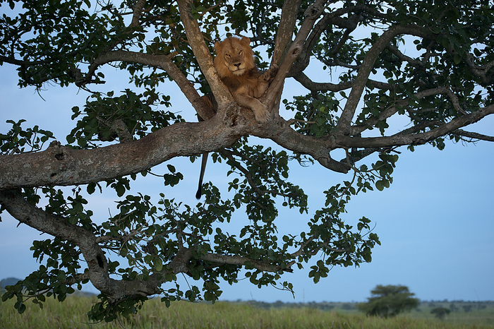 lion  Panthera leo  African lion  Panthera leo  climbs a tree to sleep in Queen Elizabeth National Park  Uganda, by Joel Sartore Photography   Design Pics