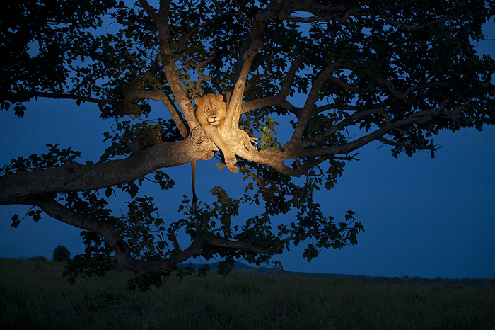 lion  Panthera leo  African lion  Panthera leo  climbs a tree to sleep at night, with a light illuminating the resting lion, Queen Elizabeth National Park  Uganda, by Joel Sartore Photography   Design Pics