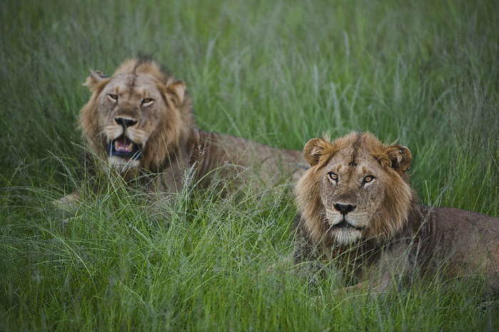 lion  Panthera leo  Pair of male African lions  Panthera leo  resting at a safari lodge in Queen Elizabeth National Park  Uganda, by Joel Sartore Photography   Design Pics