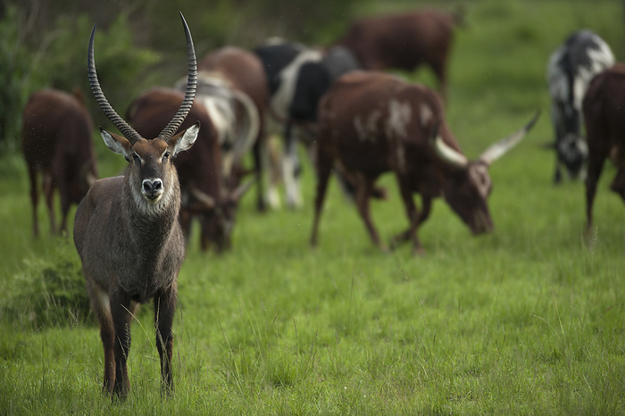 watervac Male Waterbuck  Kobus ellipsiprymnus  grazes with cattle at a safari lodge in Queen Elizabeth National Park  Uganda, by Joel Sartore Photography   Design Pics