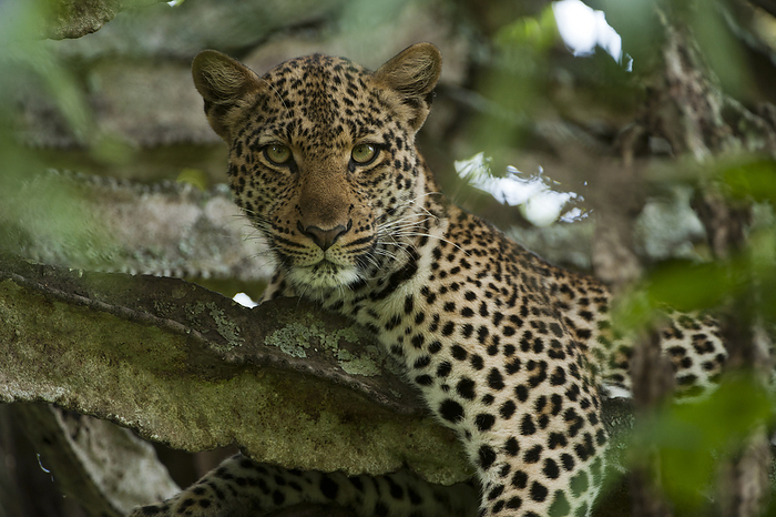 panther Young female Leopard  Panthera pardus  rests in an euphorbia tree in Queen Elizabeth National Park  Uganda, by Joel Sartore Photography   Design Pics