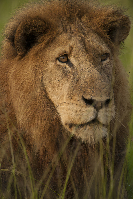 lion  Panthera leo  Close up portrait of Ziwa the Lion  Panthera leo  in Queen Elizabeth National Park  Uganda, by Joel Sartore Photography   Design Pics